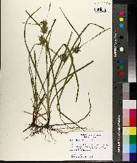 Carex louisianica image