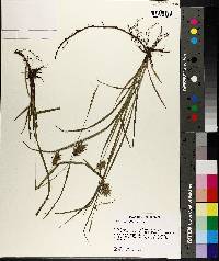 Carex louisianica image