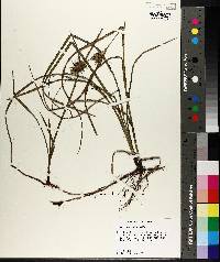 Carex louisianica image