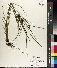 Carex louisianica image