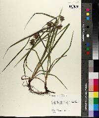 Carex louisianica image