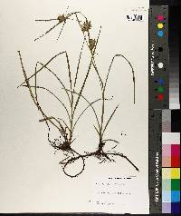 Carex louisianica image