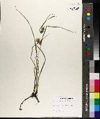 Carex louisianica image