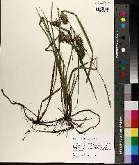 Carex louisianica image