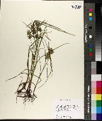 Carex louisianica image