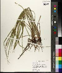 Carex louisianica image