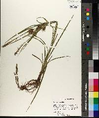 Carex louisianica image