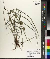 Carex louisianica image