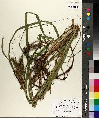 Carex lupuliformis image