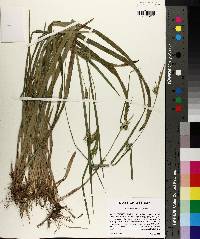 Carex lonchocarpa image