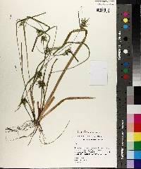 Carex lonchocarpa image