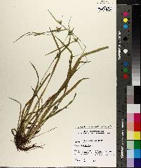 Carex lonchocarpa image