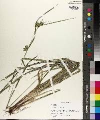 Carex lonchocarpa image