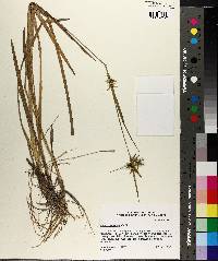 Carex lonchocarpa image