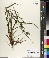 Carex lonchocarpa image