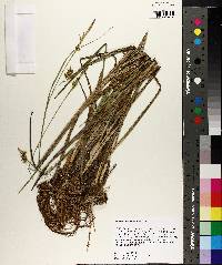 Carex turgescens image