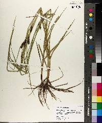 Carex aureolensis image