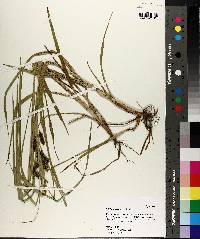 Carex aureolensis image