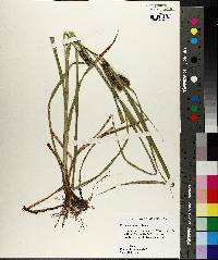 Carex aureolensis image