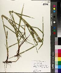 Carex aureolensis image