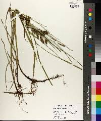 Carex aureolensis image