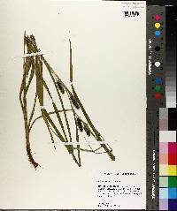 Carex aureolensis image
