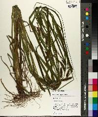 Carex aureolensis image