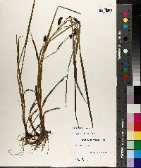 Carex aureolensis image