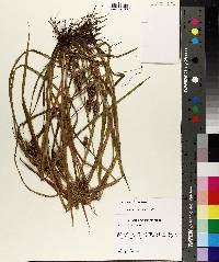 Carex aureolensis image