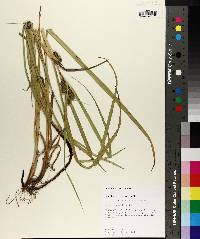 Carex aureolensis image