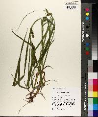 Carex aureolensis image