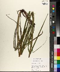 Carex aureolensis image