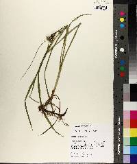 Carex aureolensis image