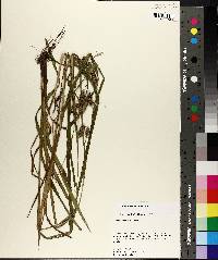 Carex aureolensis image