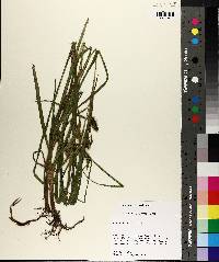 Carex aureolensis image