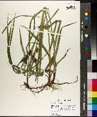 Carex aureolensis image