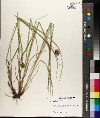 Carex squarrosa image