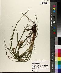 Carex typhina image