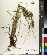 Carex squarrosa image