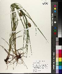 Carex typhina image