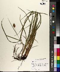 Carex typhina image