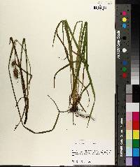 Carex typhina image