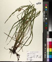 Carex typhina image