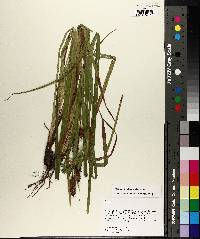 Carex typhina image