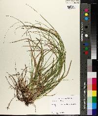 Carex picta image