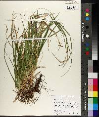 Carex picta image