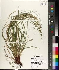 Carex picta image