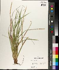 Carex picta image