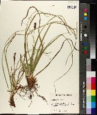 Carex picta image