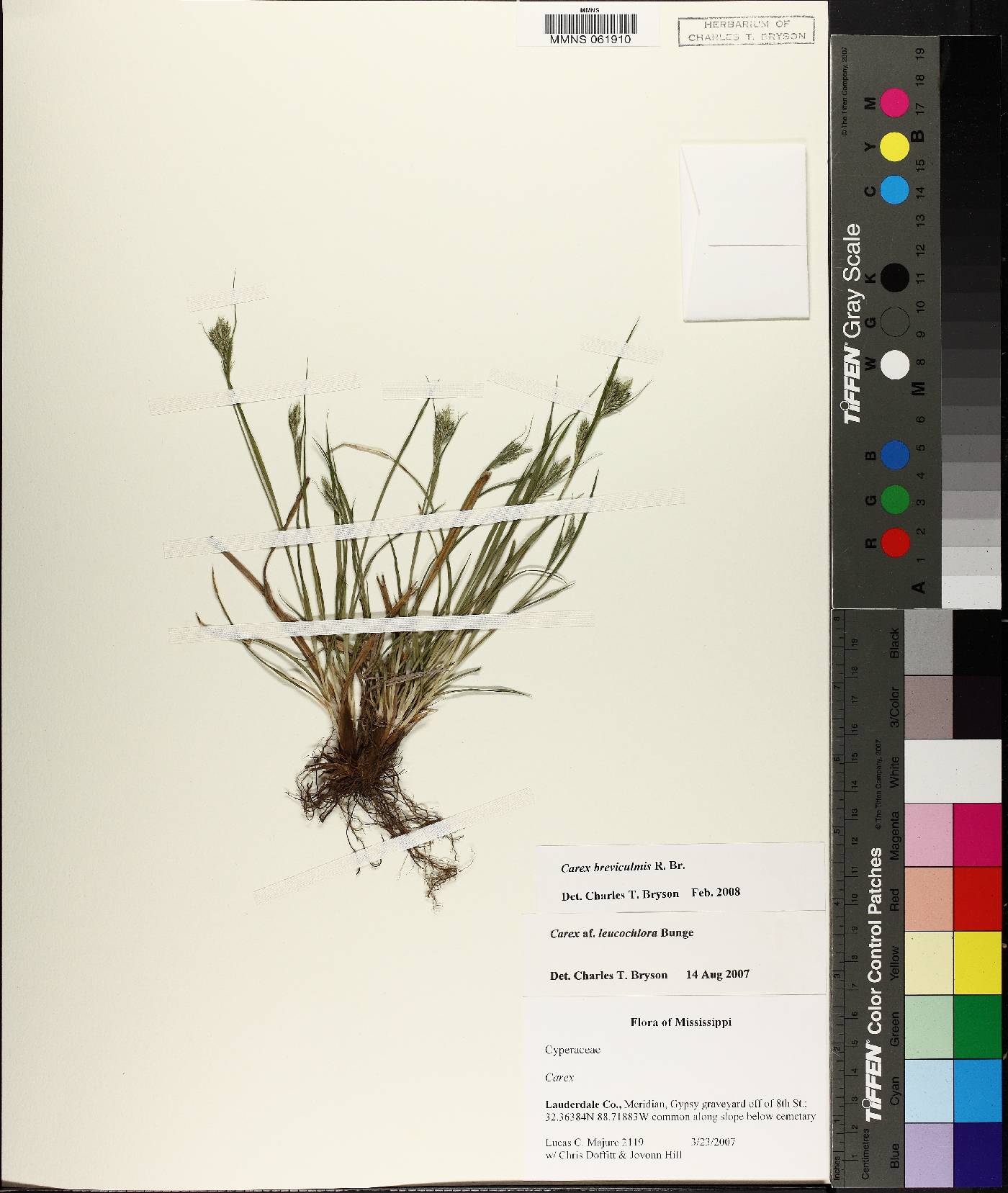 Carex breviculmis image